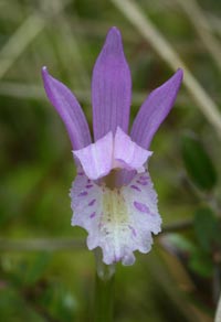 Arethusa or Dragon Mouth