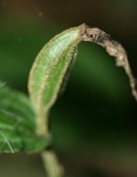 Yellow Ladyslipper seed pod