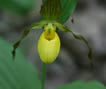 Yellow Ladyslipper