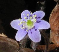 hepatica at Limetock