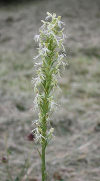 Ragged-fringed Orchid