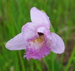 Rose Pogonia
