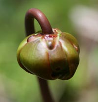 Pitcher Plant bud