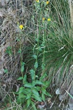 Savoy Hawkweed Plant