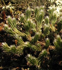 Rock Spikemoss