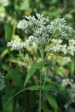 Upland Boneset