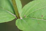 Detail of Upland Boneset leaf