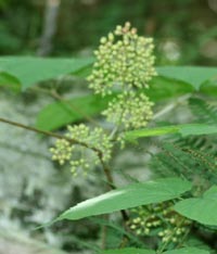 Spikenard