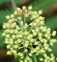 Close-up of Spikenard berries