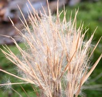 Fall is such a great season to see unusual plants! Here's a couple  