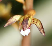 Spotted Coralroot