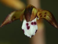 Close-up of Spotted Coralroot 