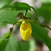 Yellow Ladyslipper blossom