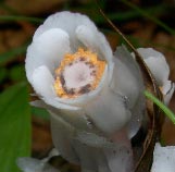 Indian Pipe