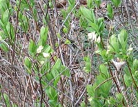 Mt. Fly Honeysuckle site