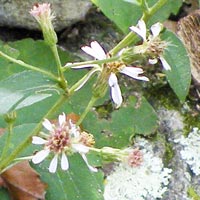 Large-leaf Aster blossoms
