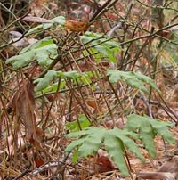 Climbing Fern Habitat