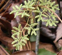 Climbing Fern fruiting fronds