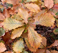 Dwarf Chestnut Oak