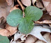 Hepatica