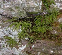 Maidenhair Spleenwort