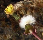 Spiny-leaved Sow Thistle