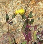 Spiny-leaved Sow Thistle Plant