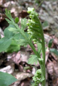 Daisy-leaved Grape Fern