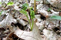 Daisy-leaved Garpe Fern Site