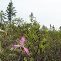Rhodora habitat