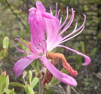 Close-up Rhodora blossom