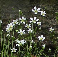 Smooth Sandwort