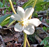 Mayapple