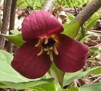 Purple Trillium