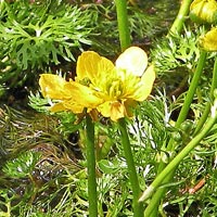 Yellow Water-crowfoot