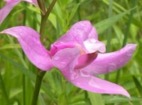 Calopogon