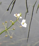 Grass-leaved Arrowhead Habitat