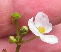 Grass-leaved Arrowhead