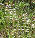Hairy Beardtongue Habitat