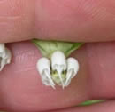 Poke Milkweed close-up