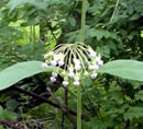 Poke Milkweed