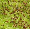 Sphagnum moss in fruit