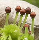 Sphagnum fruiting bodies close-up