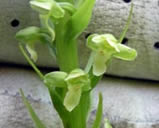 Tubercled Orchid close-up