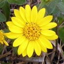 Maryland Golden Aster