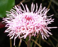 Northern Blazing Star 