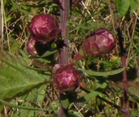 Northern Blazing Star 