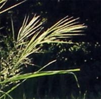 Annual Wild Rice