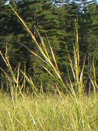 Northern Wild Rice