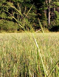 Northern Wild Rice